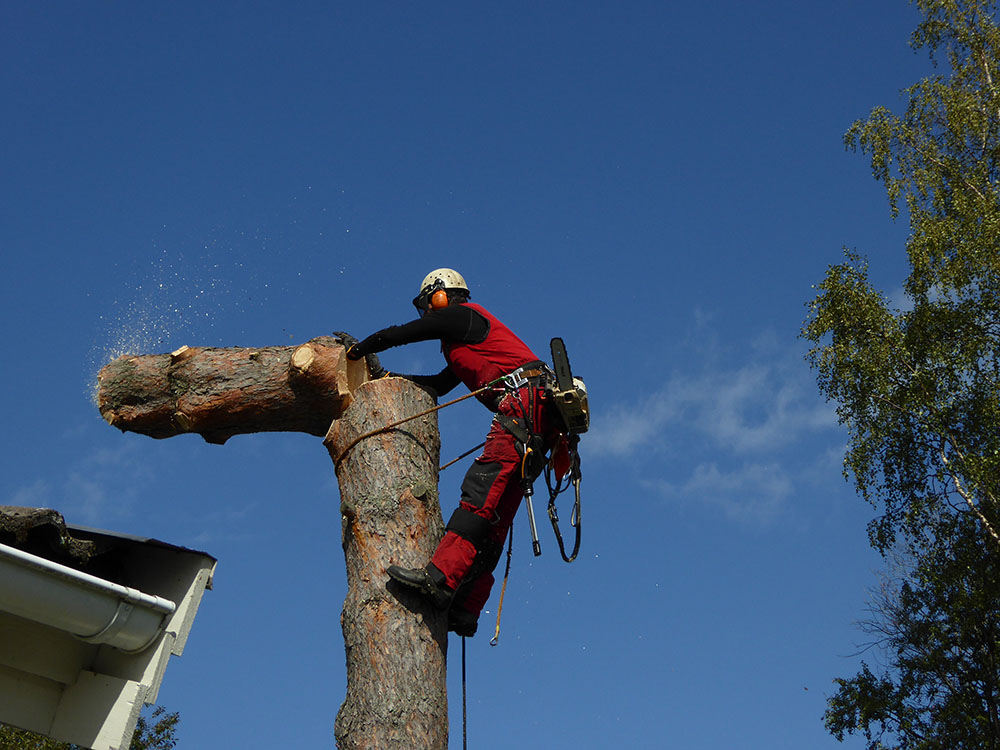 Treeworks utför trädfällning i Östersund