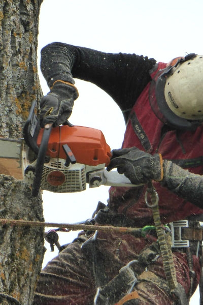 Arborist Östersund hos treeworks